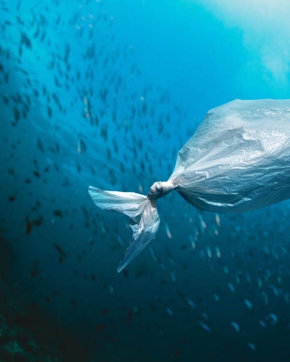 Gandia reúne a especialistas en conservación marina con el curso de verano SOS Océanos de la UNED