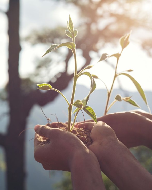 Xeresa abre la inscripción para el programa de Voluntariado Ambiental