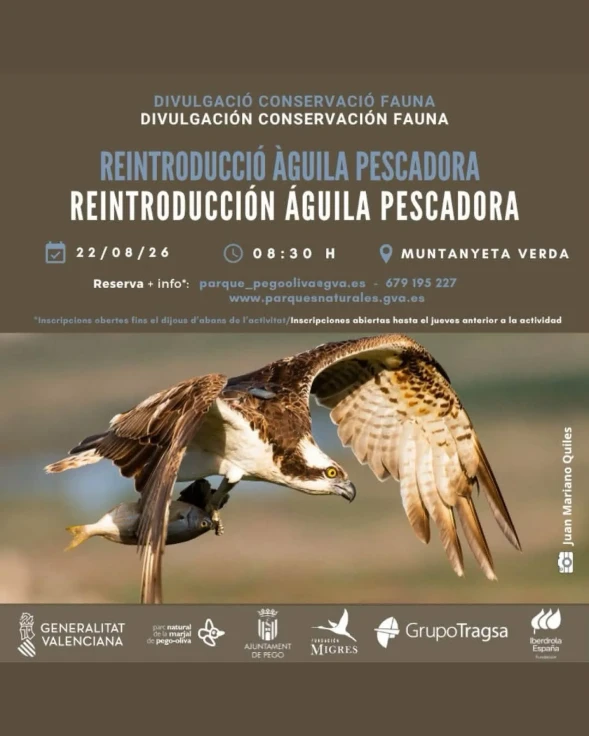 Oliva y Pego impulsan el conocimiento del proyecto de reintroducción del águila pescadora