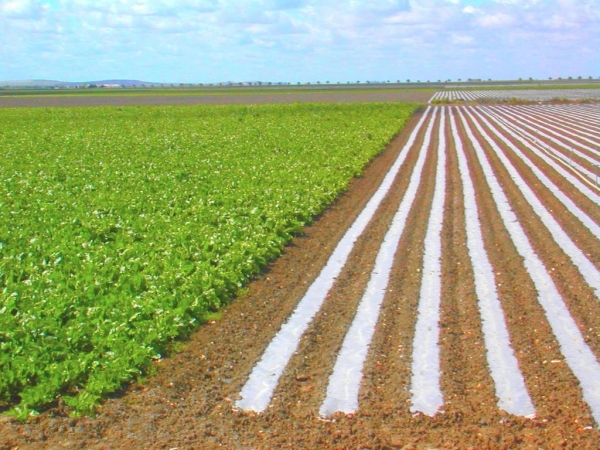 La sequía podría poner en peligro las producciones agrícolas de La Safor