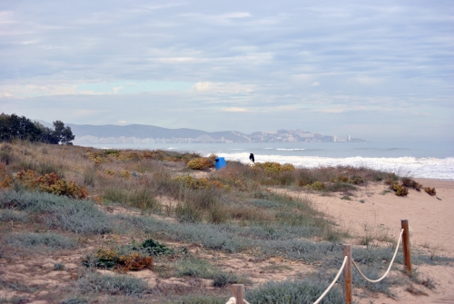 Tavernes de la Valldigna celebró el sábado la catorce edición del Seven Playa de Tavernes