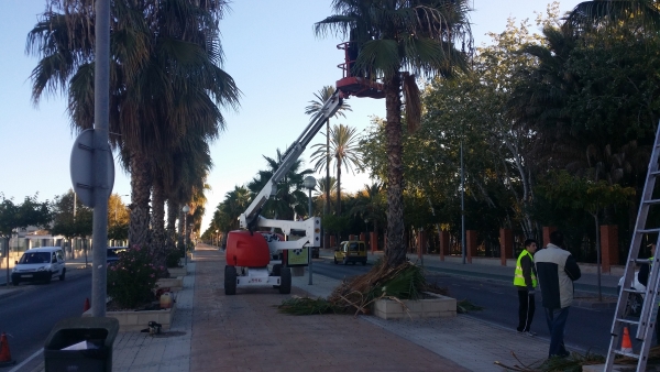 El Ayuntamiento de Oliva poda las palmeras de la Avenida de Francisco Brines