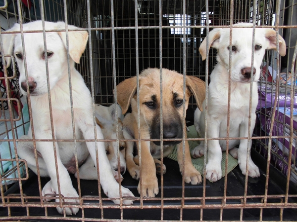 Los jóvenes de Compromís en Gandia animan a adoptar un animal de SPAM para Navidad