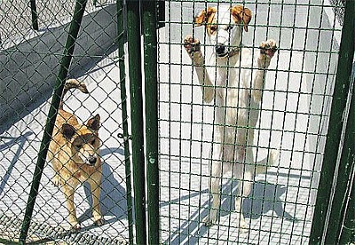 El Ayuntamiento de Gandia saca a concurso público la recogida de animales