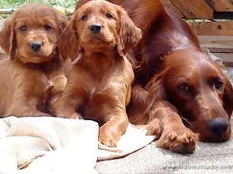 El ayuntamiento de Gandia organiza un taller de educación canina