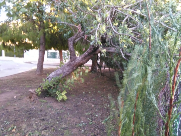 El fuerte viento provoca caídas de árboles y daños en mobiliario urbano de la Safor