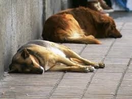 SPAMA deja de recoger animales en Gandia
