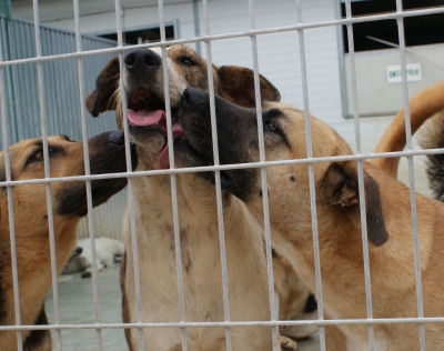 El Gobierno de Gandia y SPAMA seguirán trabajando en la atención a animales
