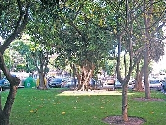 El Ayuntamiento de Gandia solicita su adhesión al Plan de Ajardinamiento 2015
