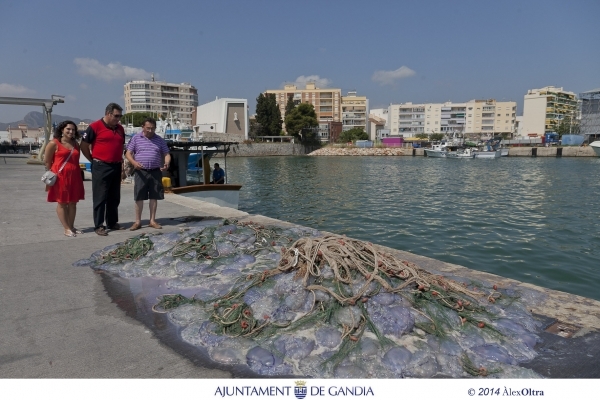 La Cofradía de Pescadores de Gandia limpiará de medusas la playa