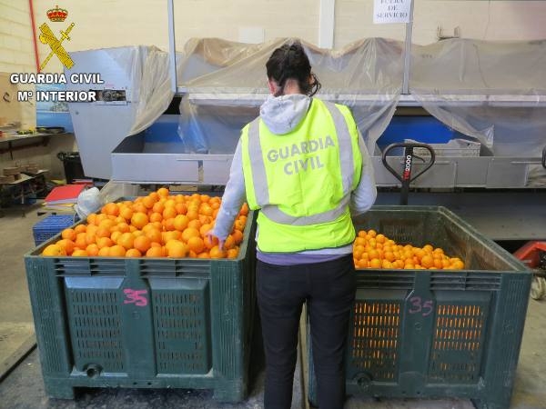 La Guardia Civil detiene a un hombre acusado de arrancar 90 plantones de naranjos y sustraer soportes metálicos en el marjal de Xeresa