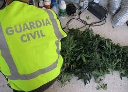 La Guardia Civil desmantela una plantación con más de 250 plantas de marihuana en Piles