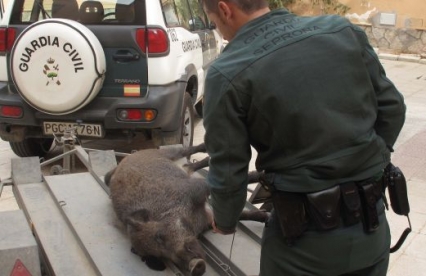 La Guardia Civil abre investigación a un cazador furtivo de jabalíes en Villalonga