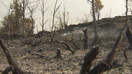 Incendio forestal en Alfahuir