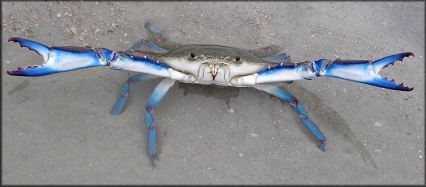 En la Playa de Gandia se encuentra un ejemplar exótico de jaiba azul
