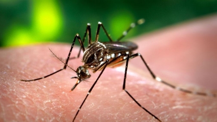 El Ayuntamiento de Oliva toma medidas de precaución contra las posibles plagas de mosquitos