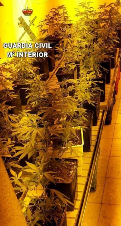 En Simat de la Valldigna desmantelan un laboratorio clandestino de Marihuana