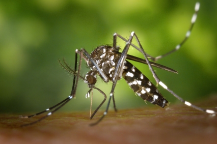 En Gandia no existe ningún contagio por la picadura del mosquito tigre