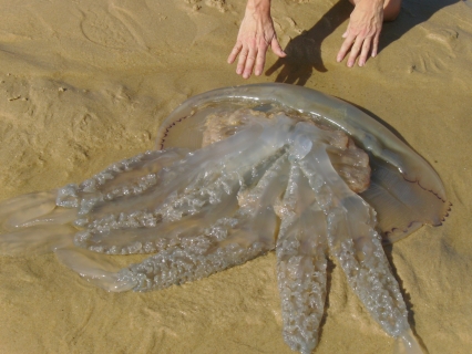 La Cofradía de Pescadores de Gandia continúa recogiendo medusas