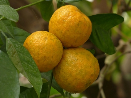 Gandia inicia la campaña contra la mosca de la fruta