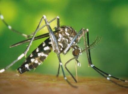 Bellreguard toma medidas contra la proliferación del mosquito tigre