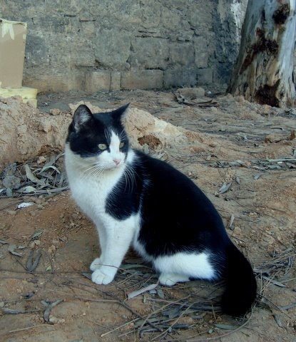 Gandia firma un convenio temporal con SPAMA para la recogida de animales
