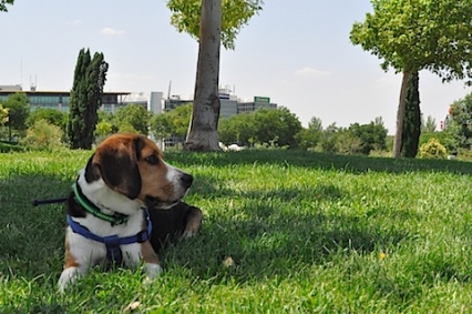 Benifairó realiza trabajos de mejora de parques y jardines