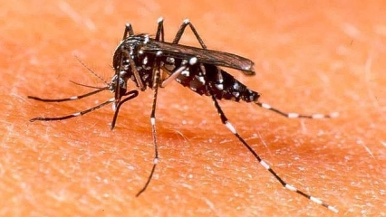En Gandia se detecta el primer caso de contagio por el mosquito tigre