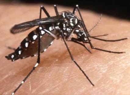 Benirredrà inicia un Plan Especial para combatir el mosquito tigre