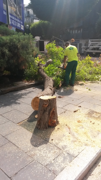 El PP de Gandia denuncia la tala de árboles en la Calle Tossal