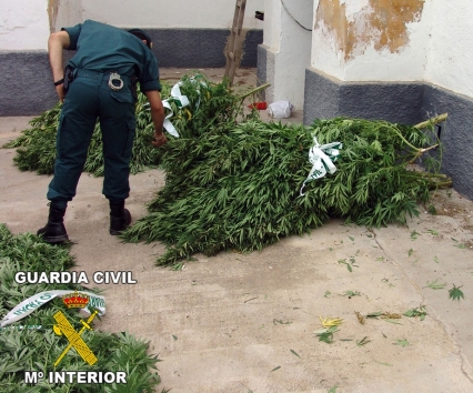 La Guardia Civil desmantela un invernadero de marihuana en Simat de la Valldigna