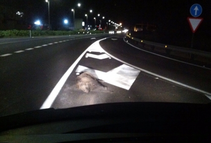 Gandia registra la presencia de jabalíes por sus carreteras