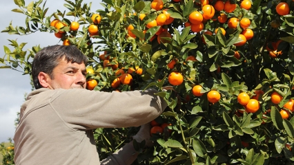 El Gobierno de Oliva no cierra la puerta a ninguna asociación agraria
