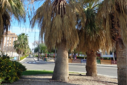 Gandia cortará palmeras enfermas y con riesgo de caída