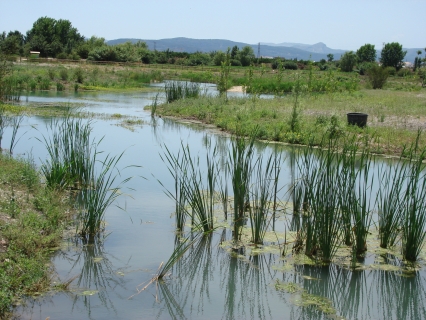 Gandia, Xeraco, Xeresa y Tavernes de la Valldigna trabajan en un consorcio de gestión del marjal