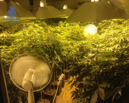 La Policía halla un laboratorio de marihuana en Miramar con 13 kilos de plantas