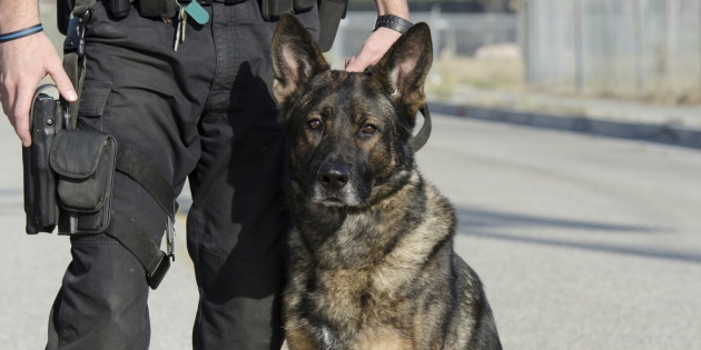 Cuatro detenidos en Gandia gracias a los perros antidroga de la Policía Local