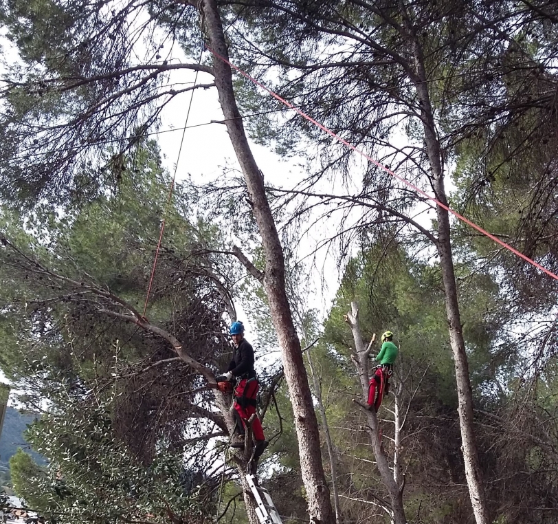 Oliva retira una serie de pinos cercanos al CEIP La Carrasca