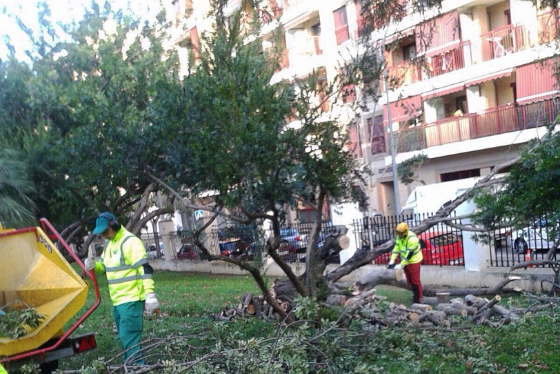 El viento derriba un algarrobo en Gandia