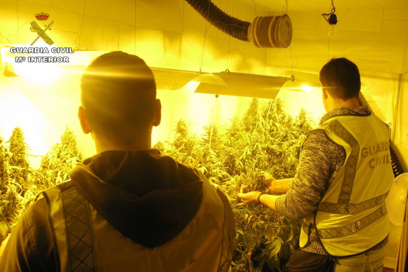 Detenidos en Oliva con 377 plantas de marihuana