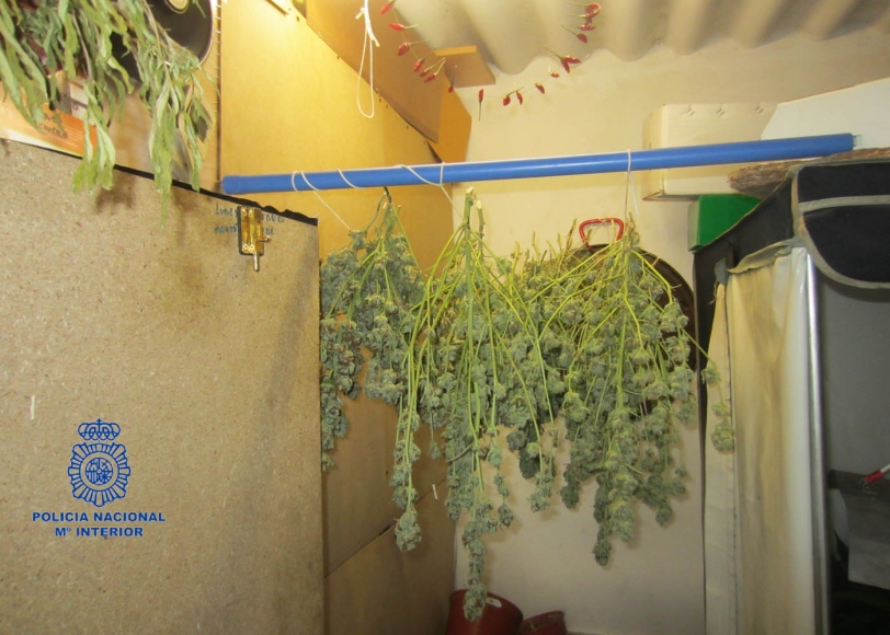 Los responsables del Club de Marihuana de Gandia detenidos por la Policía
