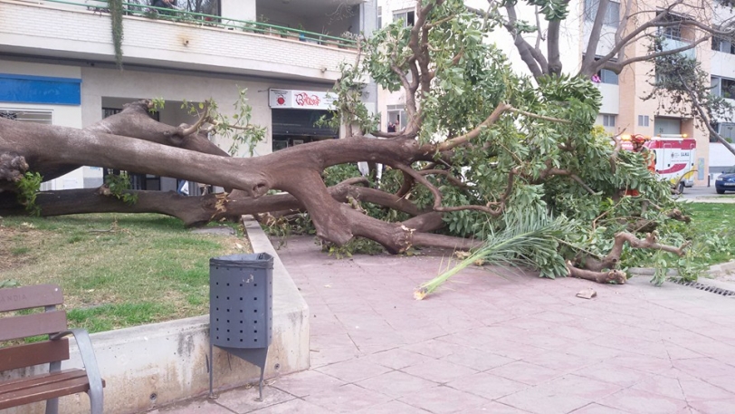 Dos heridos en Gandia al caer un árbol (Video en noticia)