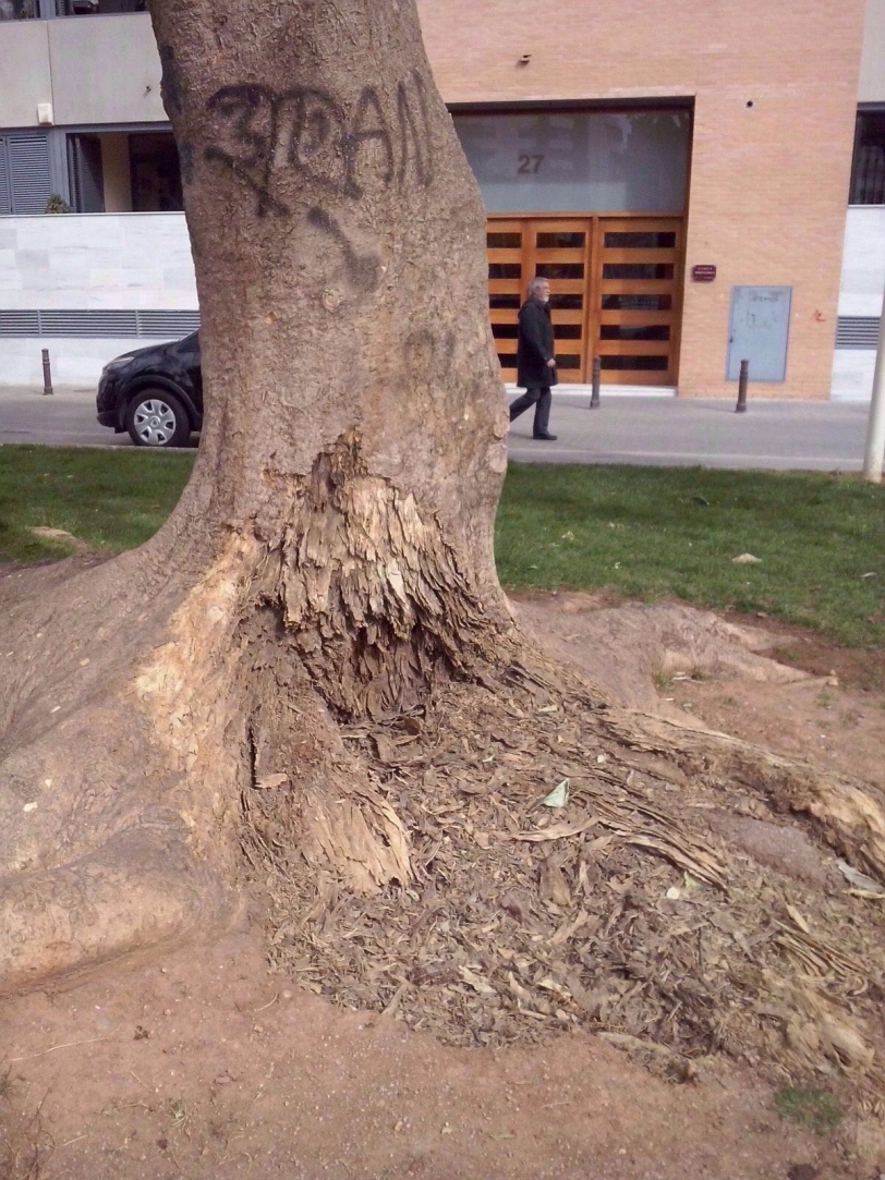 Gandia revisa los árboles y tala los que corren riesgo de desplomarse