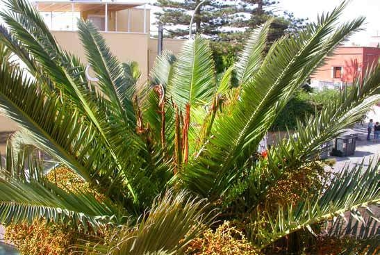 Xeraco retira una docena de palmeras infectadas por el picudo rojo