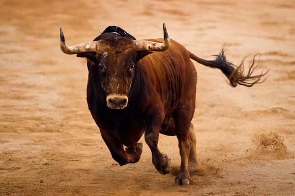 SPAMA y VEDAMA en contra los festejos taurinos de la ciudad de Oliva