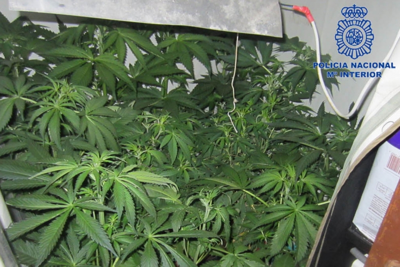 El Club de Fumadores de Marihuana se traslada al polígono Alcodar
