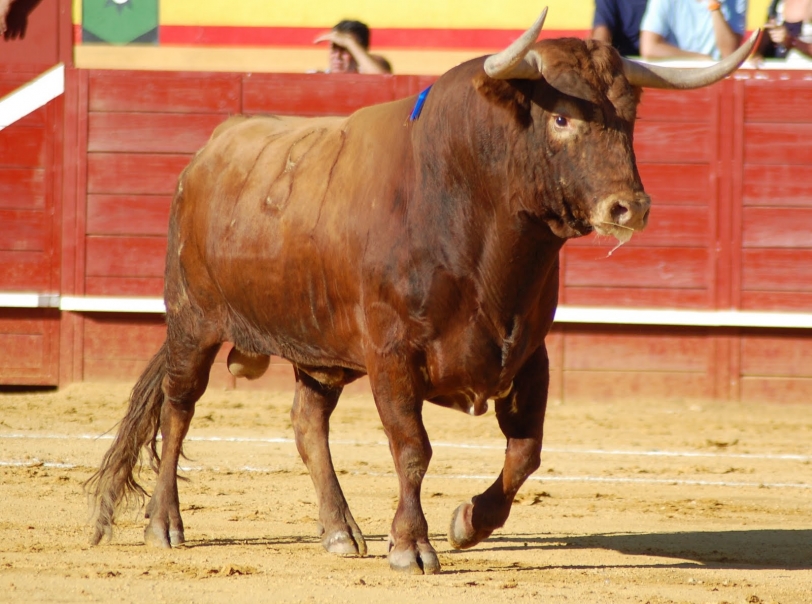 Polémica en Oliva por una moción en contra de los festejos taurinos