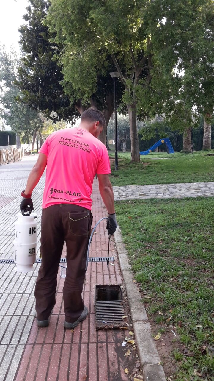  Benirredrà inicia la campaña contra el mosquito tigre eliminando las larvas