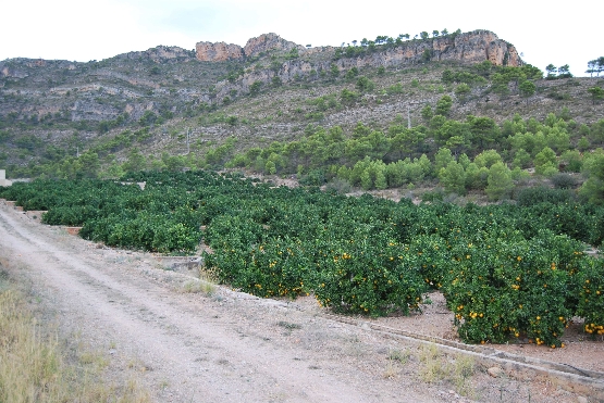 Xeraco estudia la prevención de incendios forestales con quemas controladas