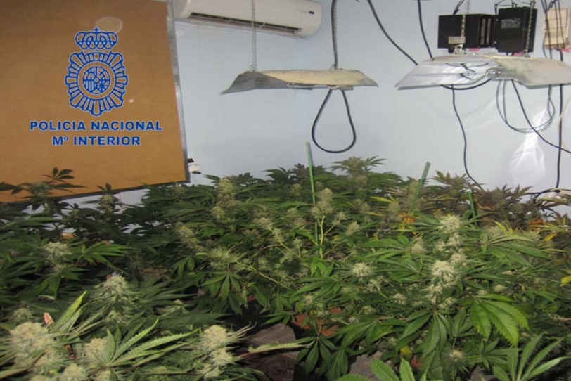 Tres detenidos con 100 plantas de marihuana en un barrio de Gandia